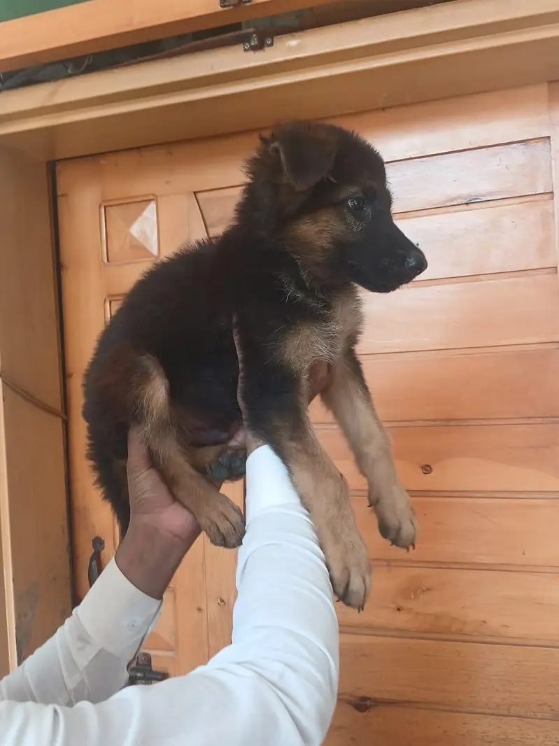 German shepherd heavy bone male puppy — photo 5