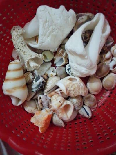 sea shells and some coral piece