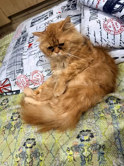 Breeder Persian triple coat male for salee