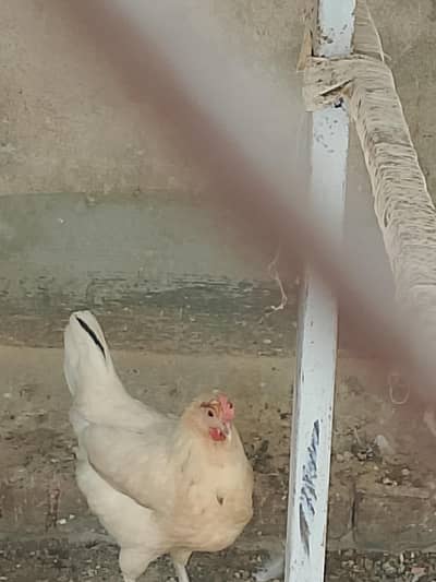 Golden Desi Misrri Murgian
