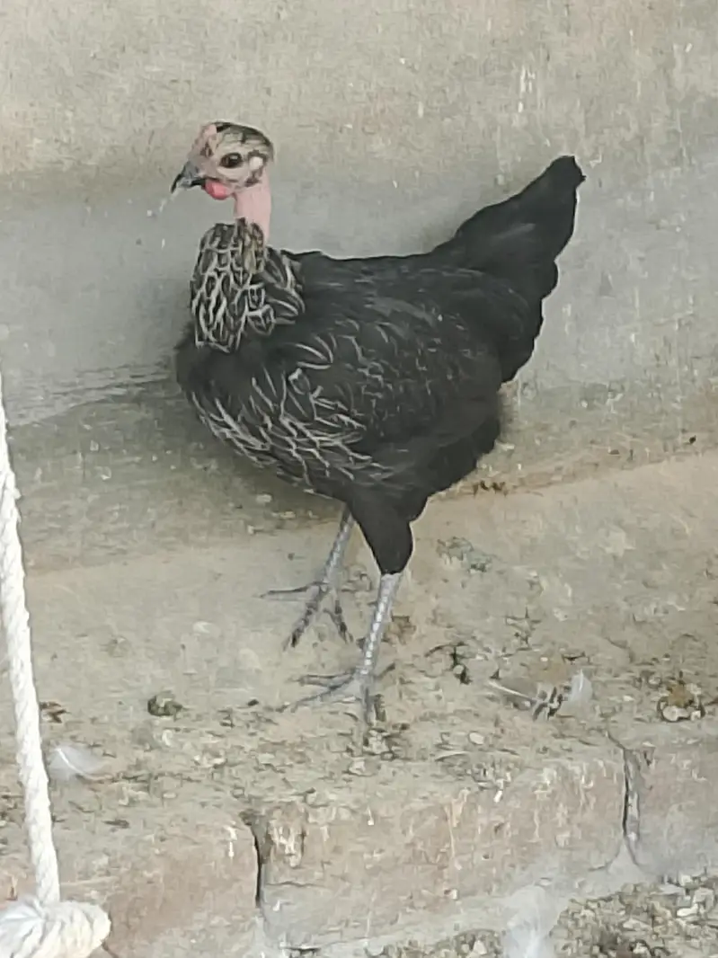Golden Desi Misrri Murgian — photo 2