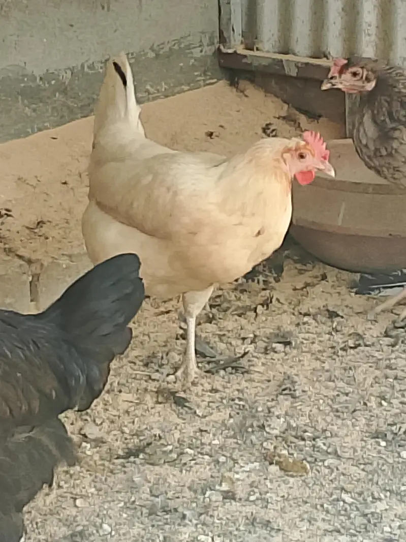 Golden Desi Misrri Murgian — photo 3