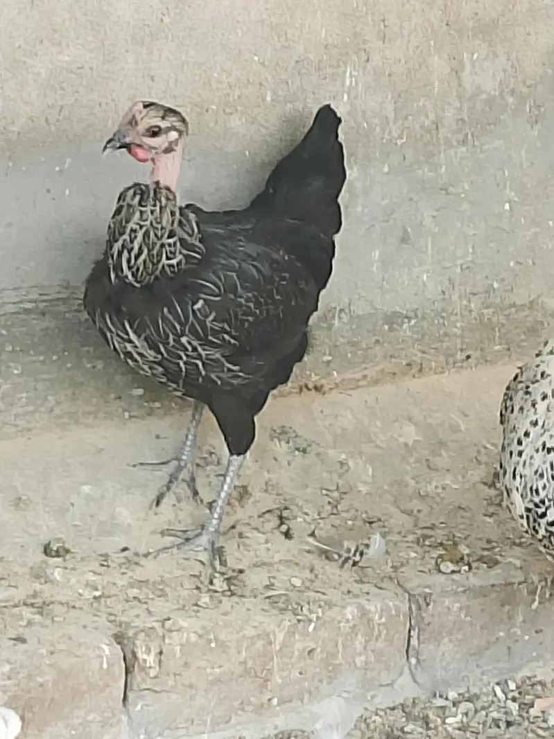 Golden Desi Misrri Murgian — photo 4