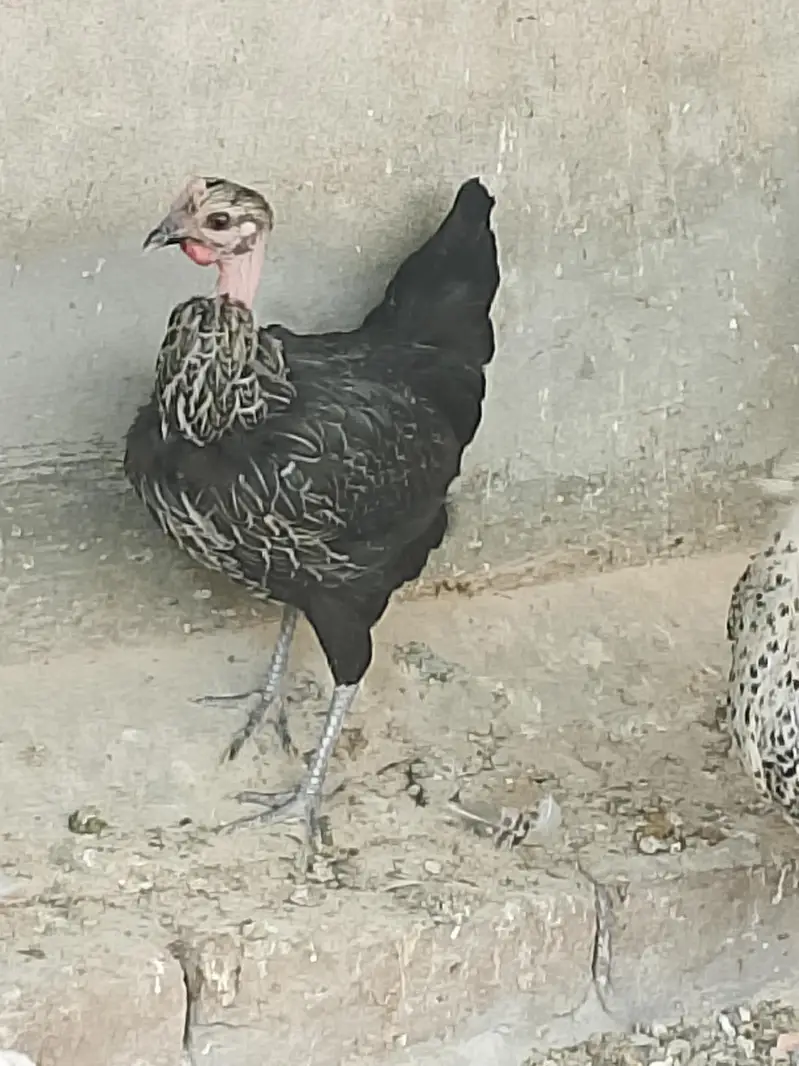 Golden Desi Misrri Murgian — photo 5