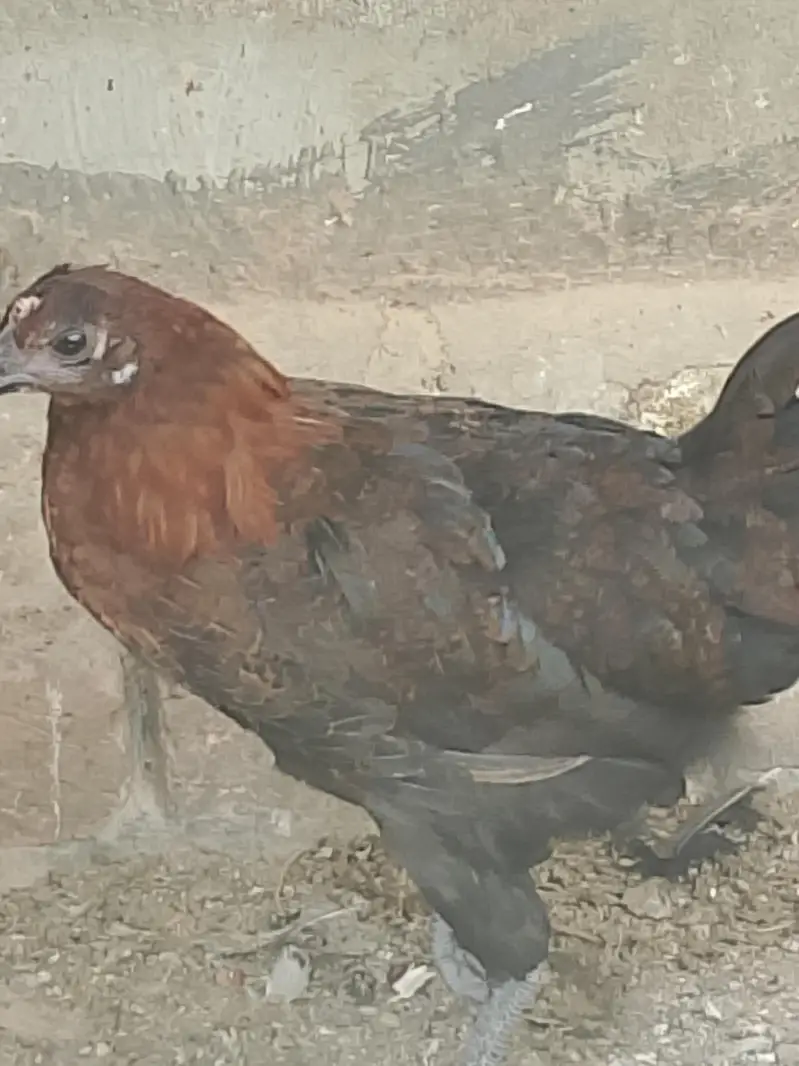 Golden Desi Misrri Murgian — photo 6