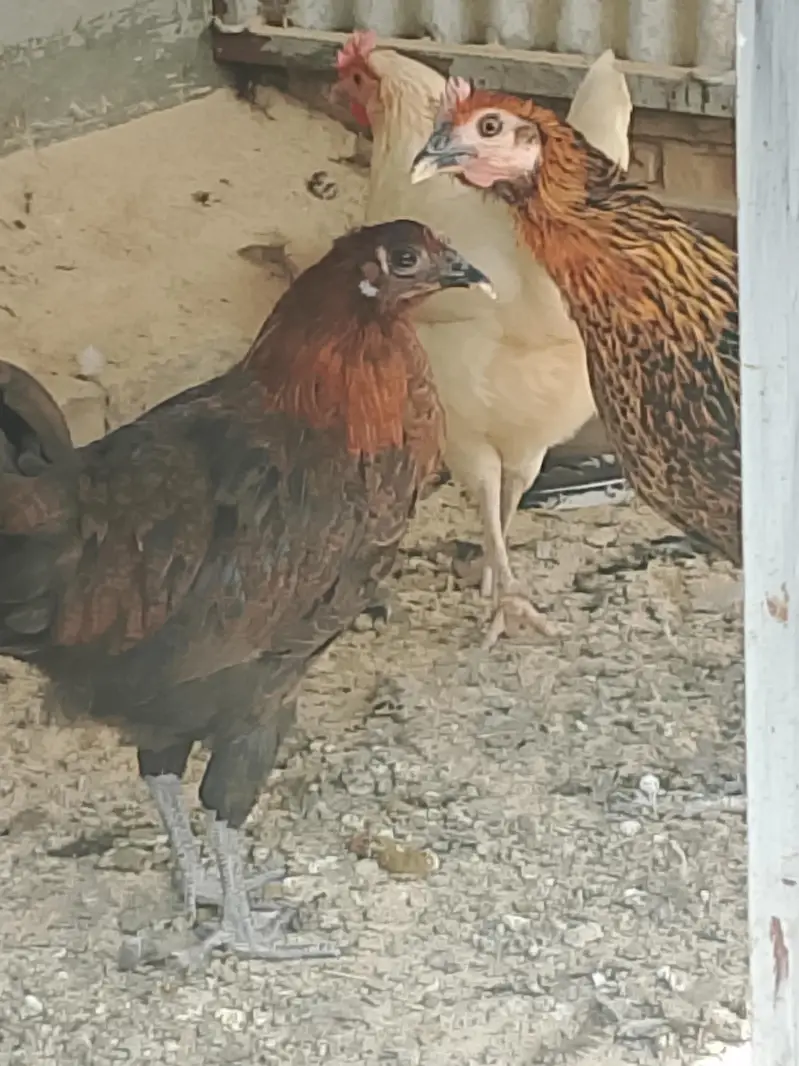 Golden Desi Misrri Murgian — photo 8