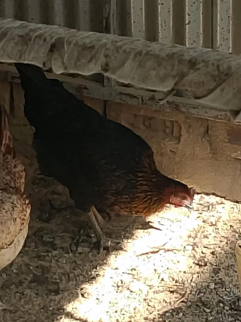 Golden Desi Misrri Murgian — photo 10