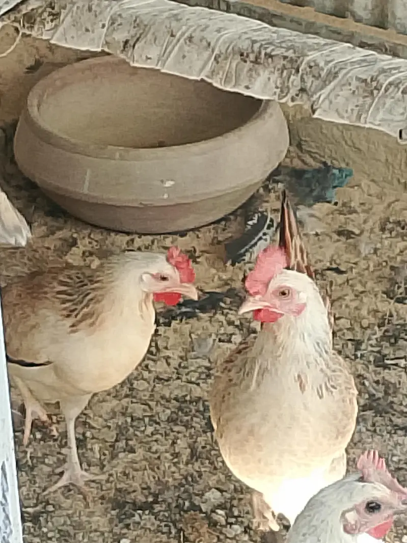 Golden Desi Misrri Murgian — photo 11