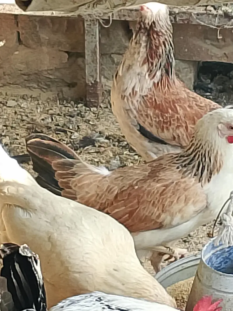 Golden Desi Misrri Murgian — photo 12