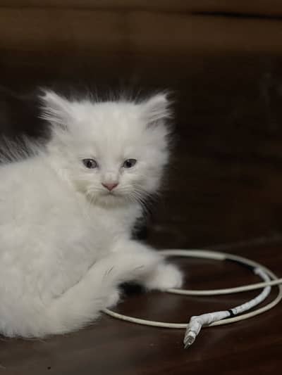 Persian kitten | semi punch face