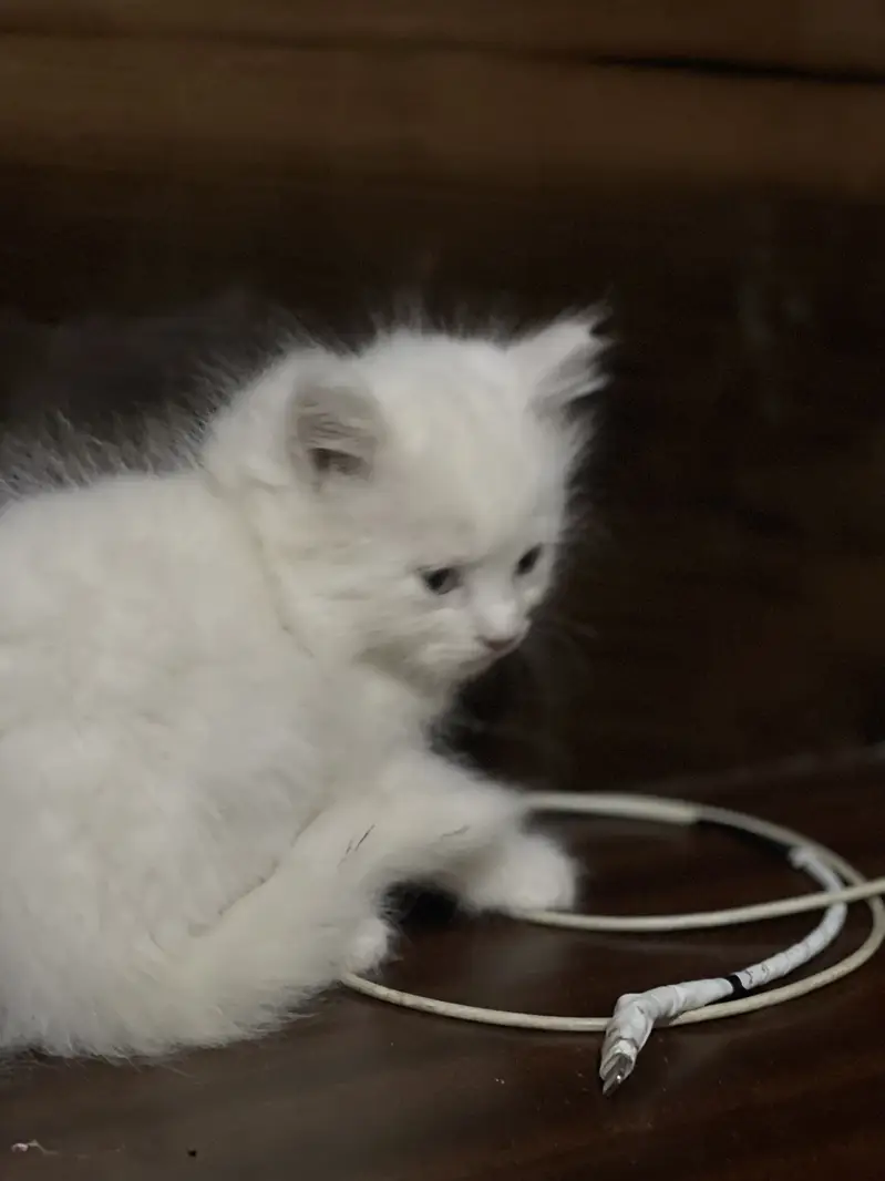 Persian kitten | semi punch face — photo 2
