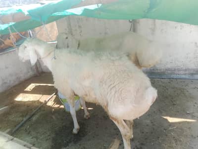 lamb 2 big
