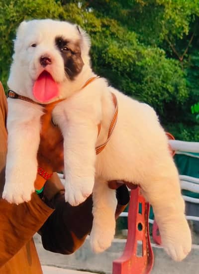Afghan Kuchi Dog's for sale available