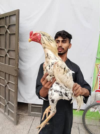 Aseel bloodline shamo
