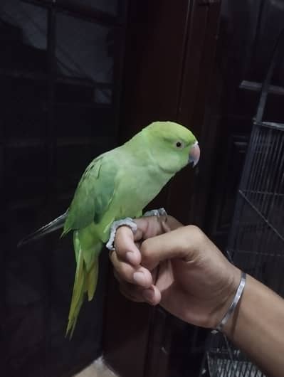 Green male parrot for sale