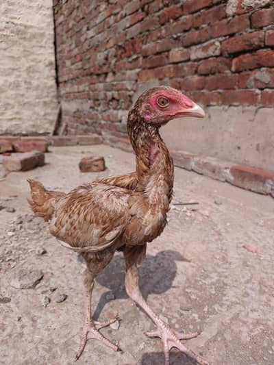 6 month k pathy ha per patha 2000 Rupees anyone interest Dm me