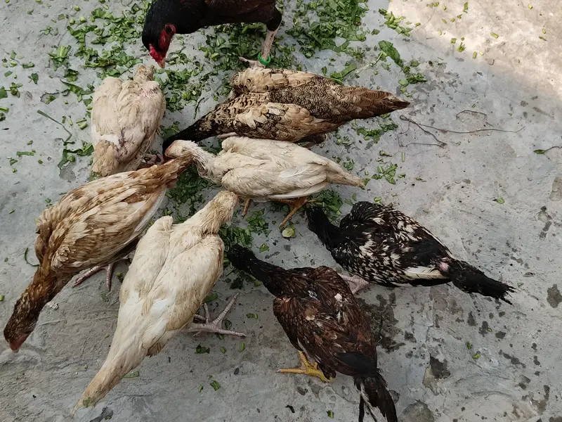 6 month k pathy ha per patha 2000 Rupees anyone interest Dm me — photo 2
