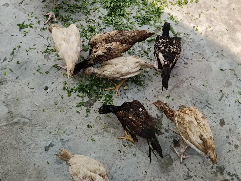 6 month k pathy ha per patha 2000 Rupees anyone interest Dm me — photo 3