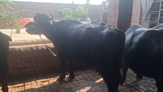 4 Buffaloes & 4 Cows for Sale – Complete Lot – Lahore