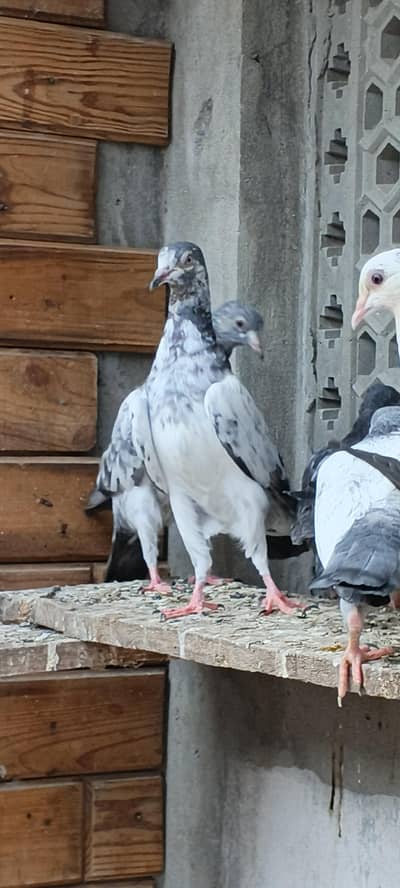 parwaazi mix breed kabootar bachay available/pigeons baby