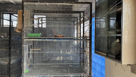 Cages for love birds,, Rings necks, poultry, Rabits