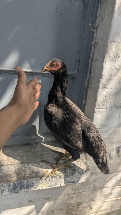 2 madiya available