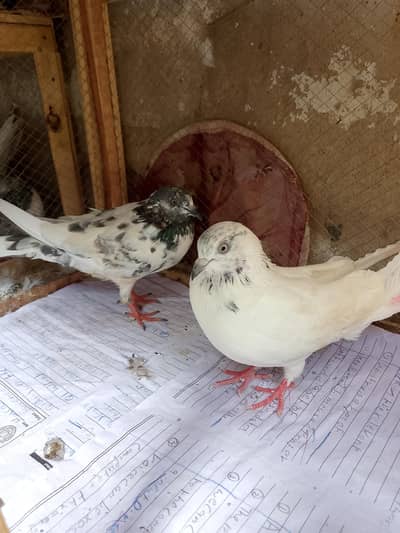 Pigeon pair  male female for sale