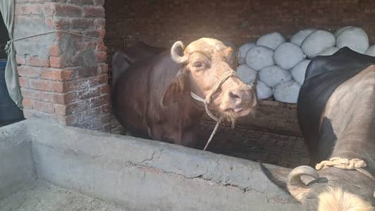 4 Buffaloes & 4 Cows for Sale – Complete Lot – Lahore