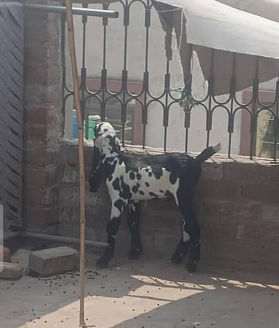 Premium Quality Beetal Male Kid |03075039815