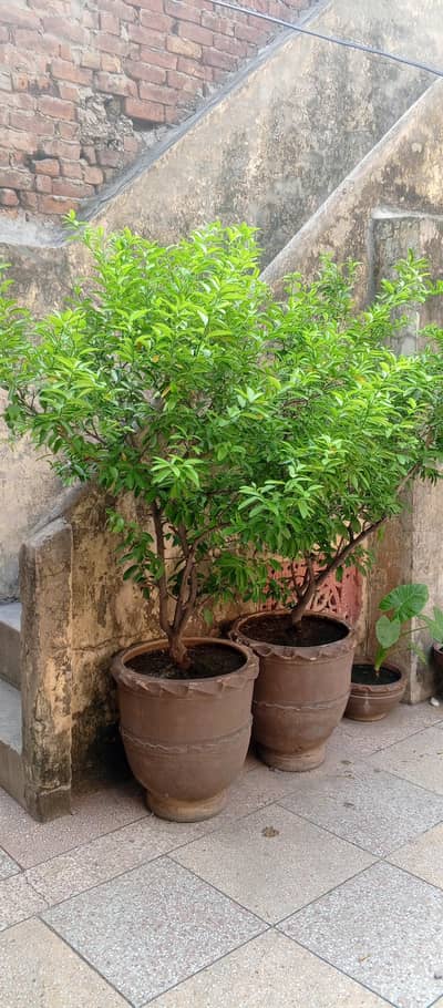 Full Healthy Greenish Lemon Plants in Big Pots