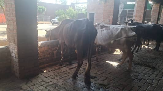 4 Buffaloes & 4 Cows for Sale – Complete Lot – Lahore