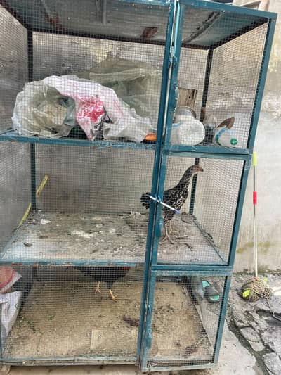 cage and hens for sale