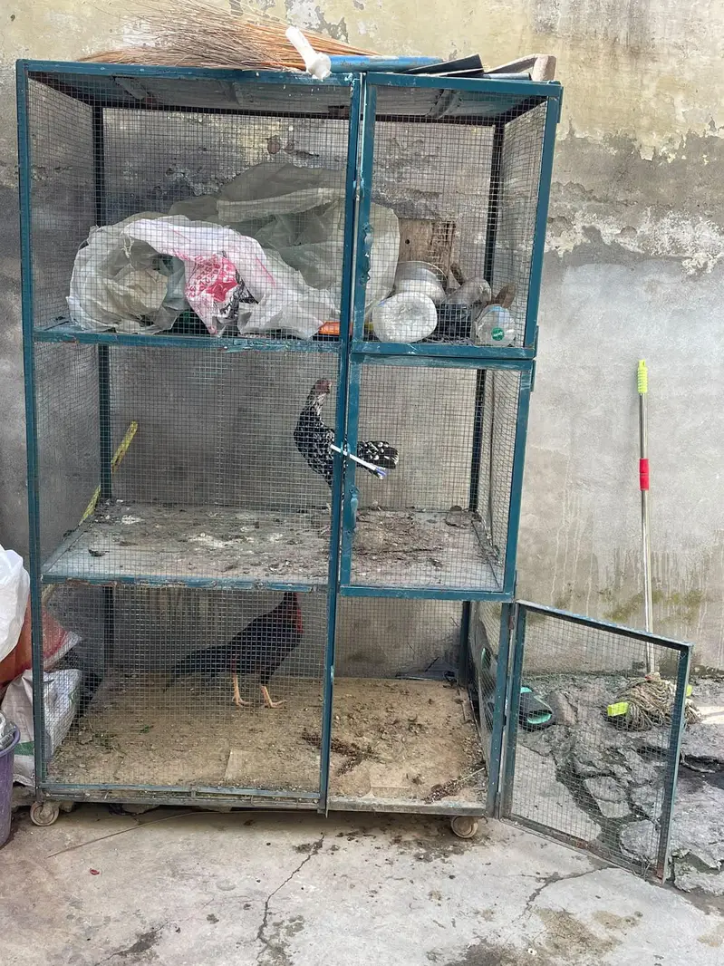 cage and hens for sale — photo 2