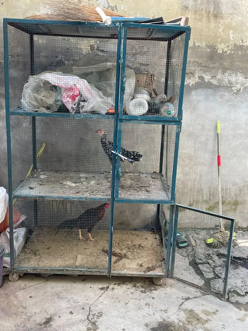 cage and hens for sale — photo 3
