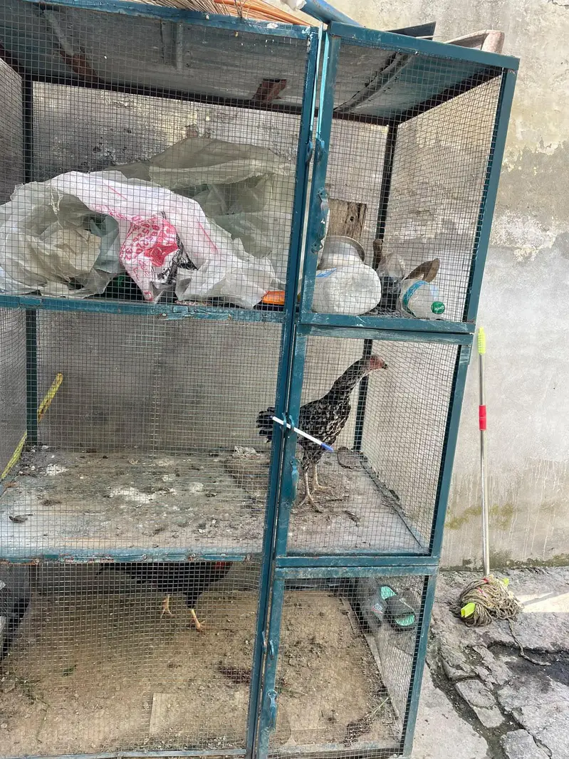 cage and hens for sale — photo 4