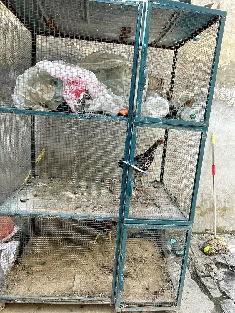 cage and hens for sale — photo 5