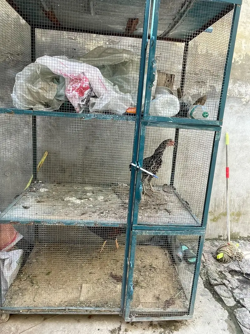 cage and hens for sale — photo 6