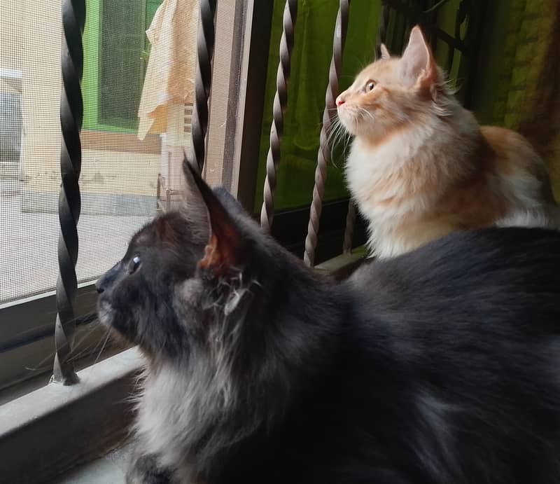 kittens Pair 0
