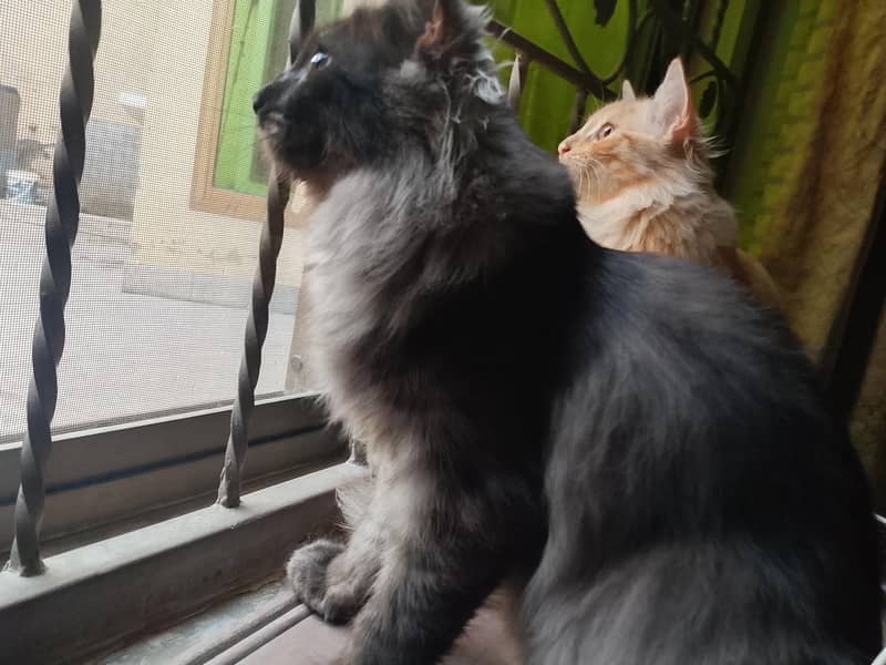 kittens Pair 1