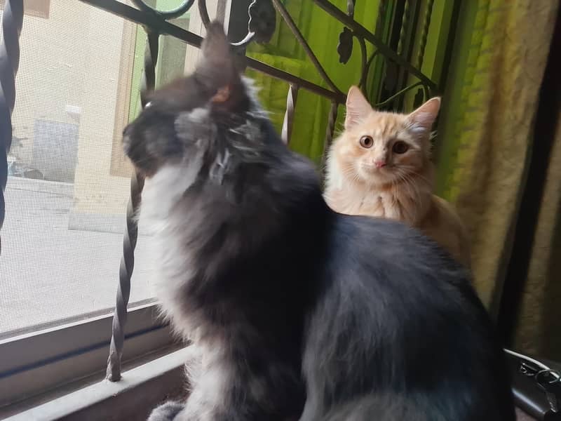kittens Pair 2