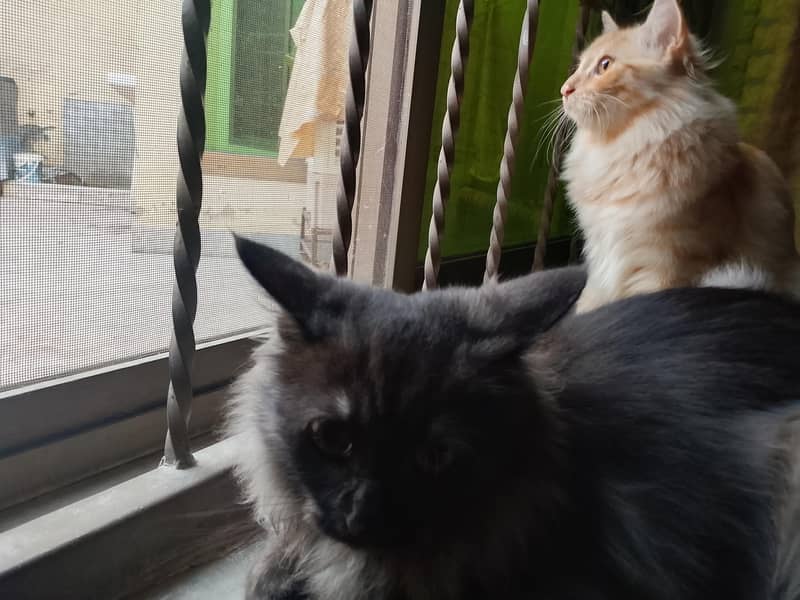 kittens Pair 3