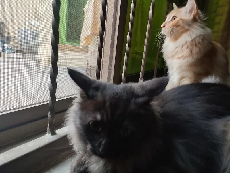 kittens Pair — photo 4