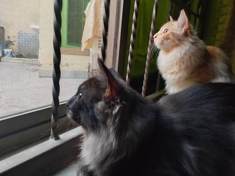 kittens Pair 4