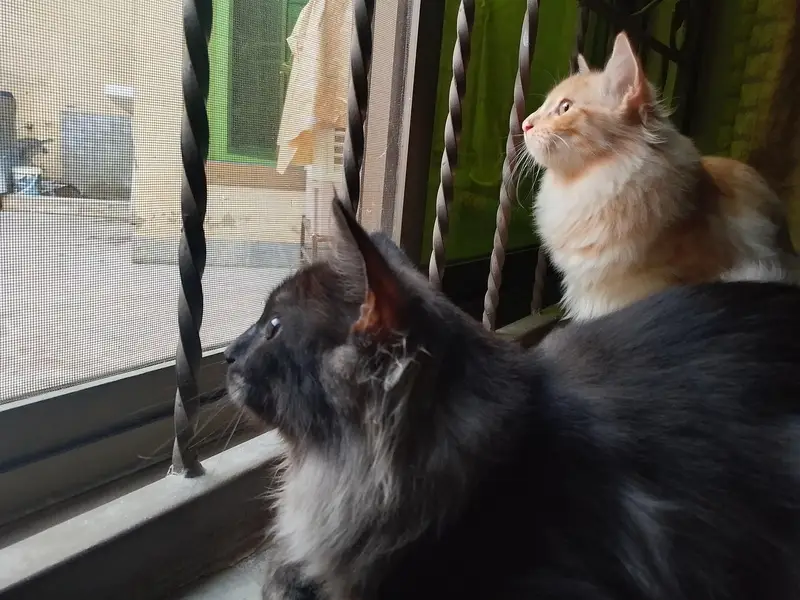 kittens Pair — photo 5