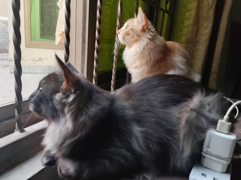 kittens Pair 5