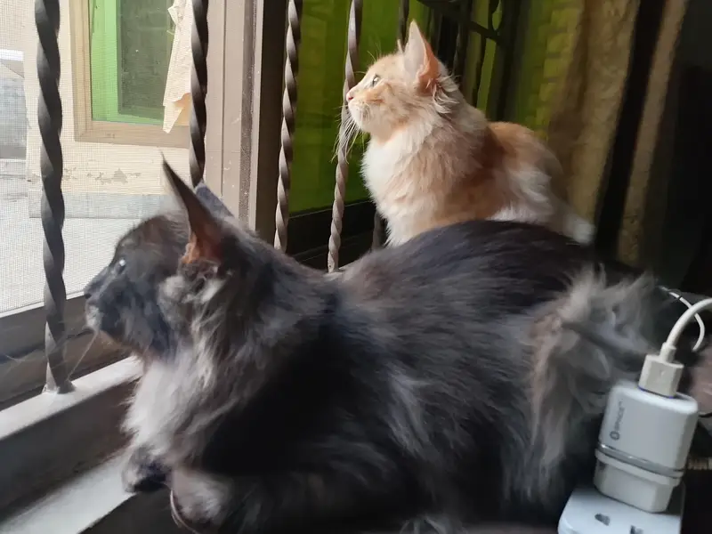 kittens Pair — photo 6