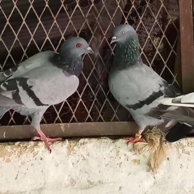 Pigeons pair  for sale full active healthy price is negotiable
