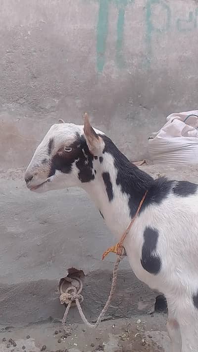 pourgulabi teddy