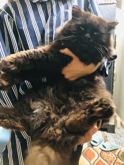 PERSIAN CAT PAIR AVAILABLE ACTUVE AND HEALTHY