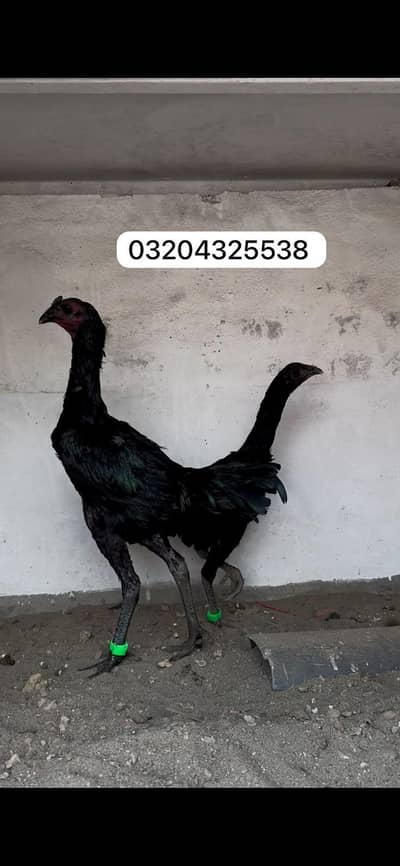 Dragon 03204325538